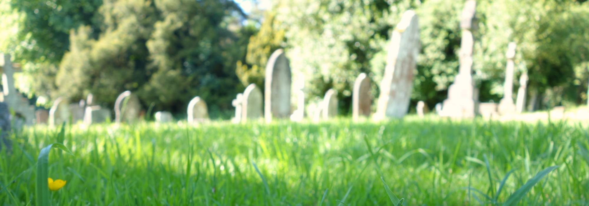 Graves in the background with one lone flower in the foreground